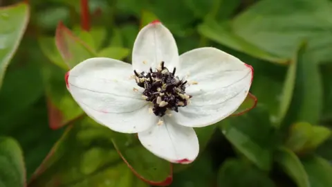 The Wildlife Trust/PA A dwarf cornel -  a delicate flower with four white petals It has black seeds in the middle. Insects are in the seeds, showing how rich biodiversity is in the area