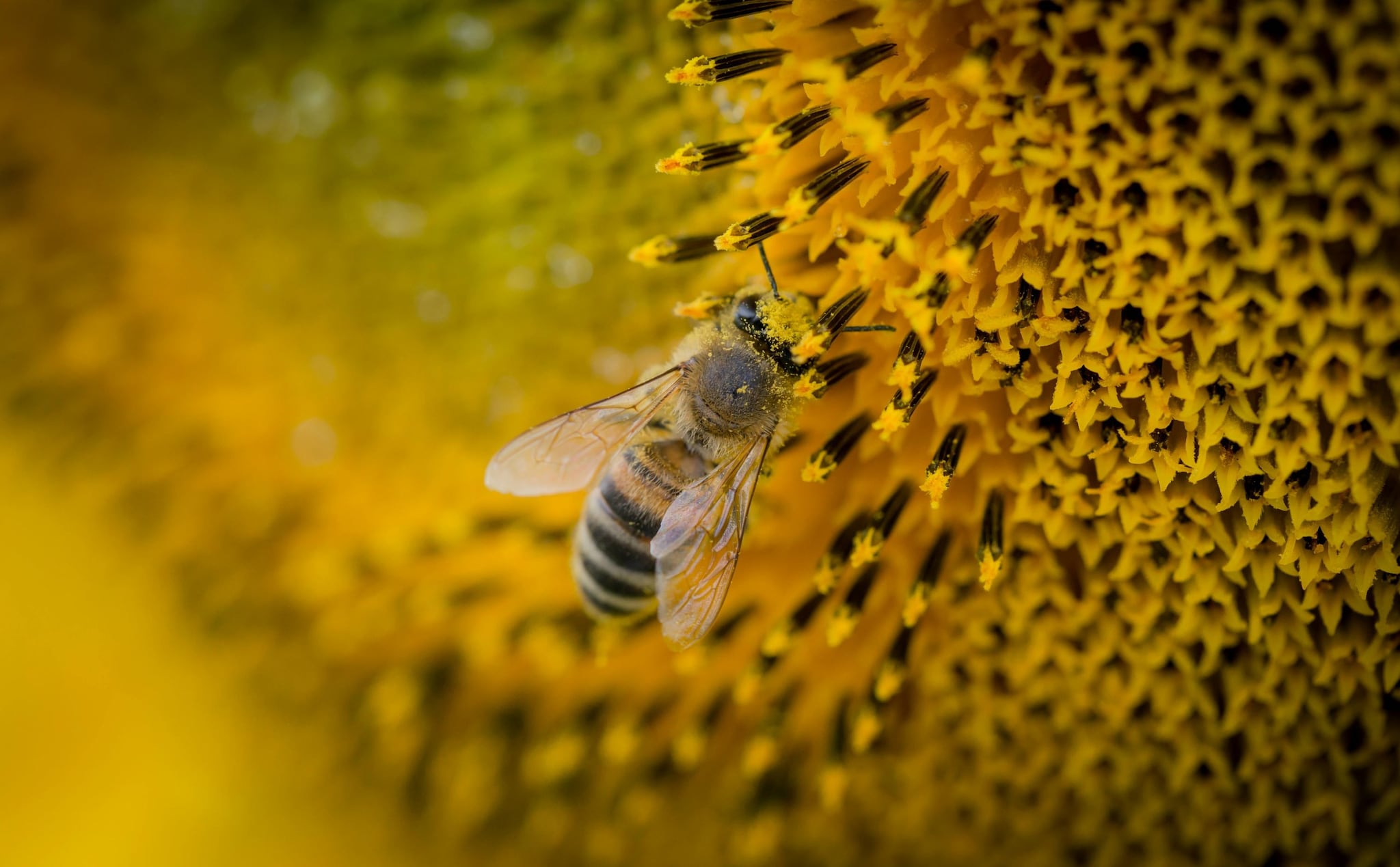 In Maharajganj, honey is produced using both traditional and modern beekeeping techniques. Farmers place beehives near farms, orchards, and natural forests, where bees gather nectar from mustard, litchi, sunflower, wildflowers, and other seasonal plants. The district is known for its multi-flower honey, which is supplied to local markets and processing units.