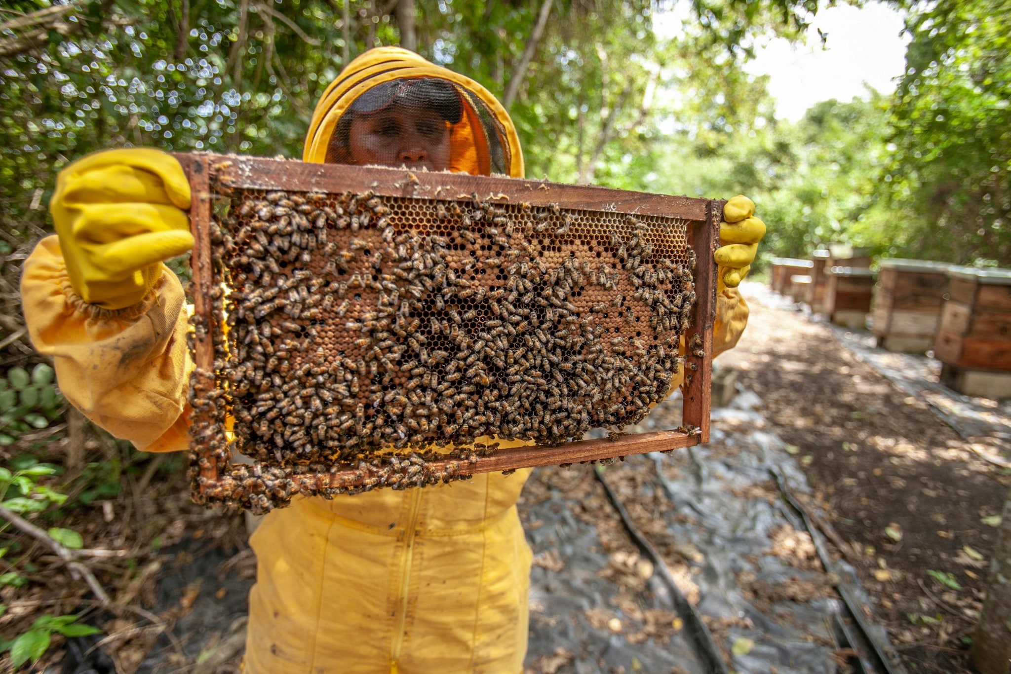 Uttar Pradesh is one of India’s leading honey producers, with districts like Maharajganj and Saharanpur playing a key role. Favourable weather, abundant crops, and government support programs have significantly boosted honey production in the state.